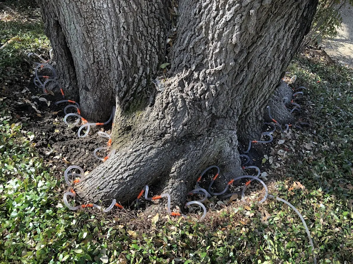 Detailed Tree Cabling and Bracing job site in Cando
