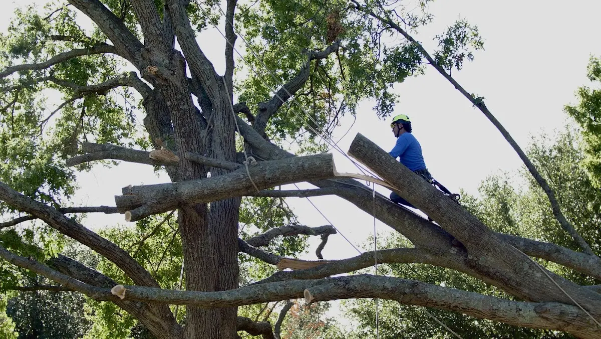 Professional Hazardous Tree Removal performed by certified arborists in Cando