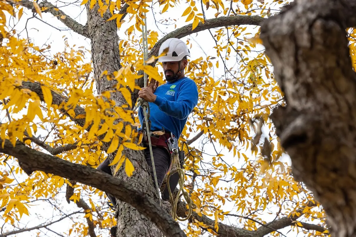 Skilled Tree Trimming crew working in Cando
